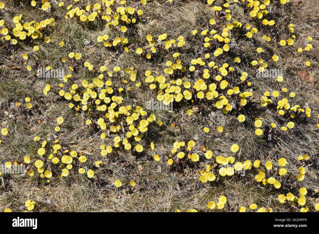 Huflattich, Tussilago Farfara und eine Heilpflanze mit gelben Bleuten. Sie kommt wild vor und wird auch in der Medizin verwendet. Coltsfoot, Tussilago Stock Photo