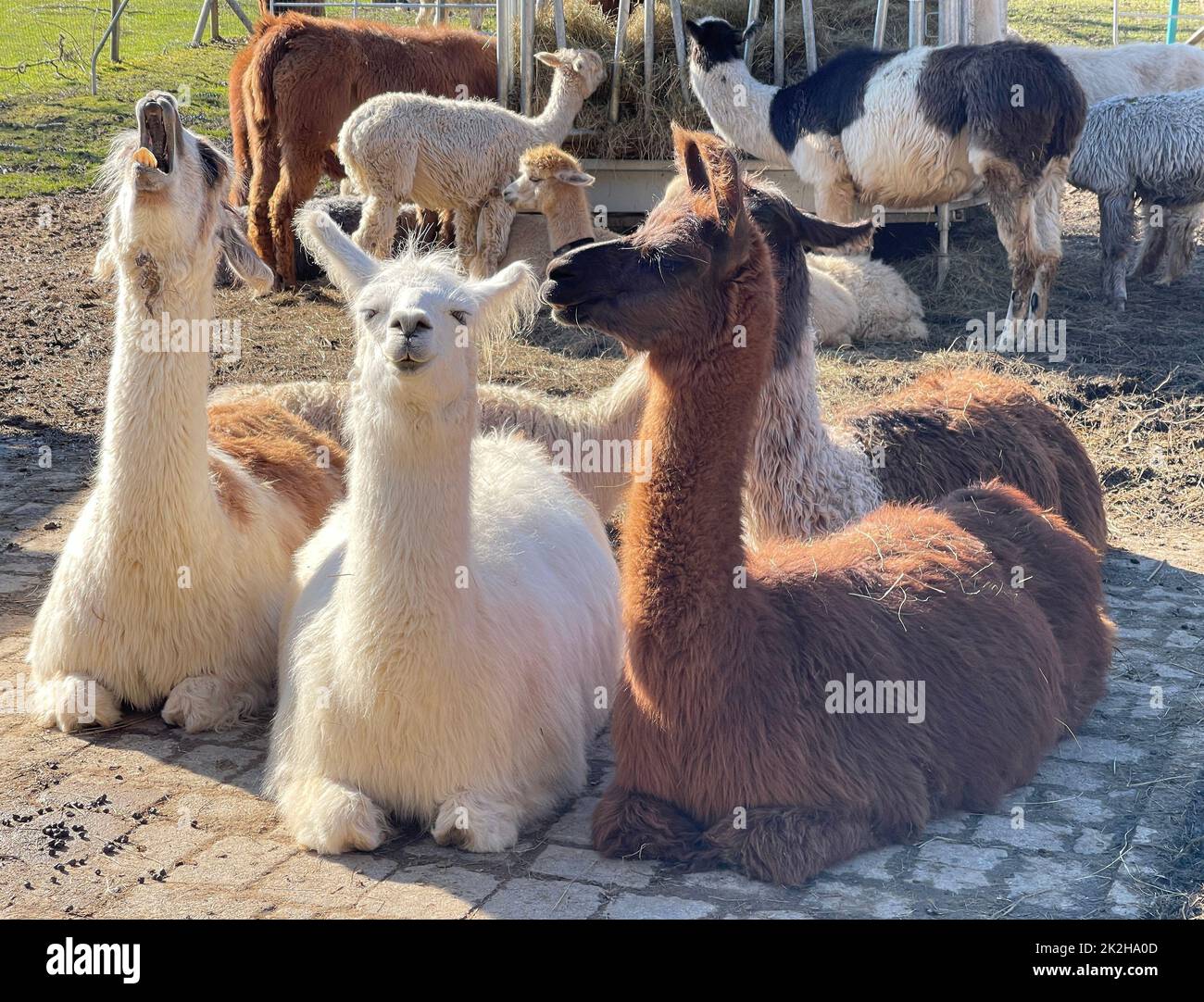 Lama glama,Alpaca Stock Photo