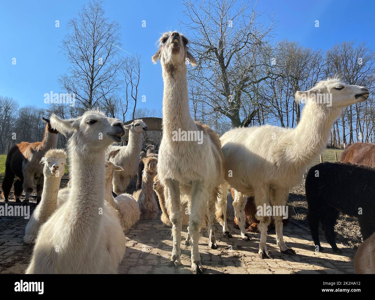 Das Lama, Lama glama und Alpakas sind eine Art der Kamele. Sie sind in den suedamerikanischen Anden verbreitet und eine vom Guanako abstammende Hausti Stock Photo