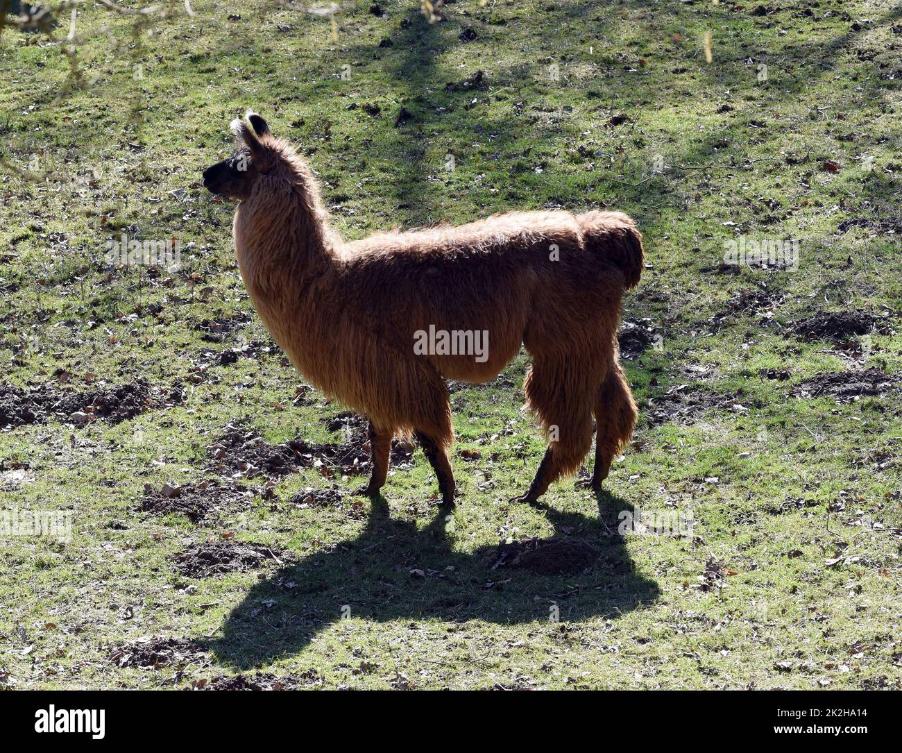 Das Lama, Lama glama und Alpakas sind eine Art der Kamele. Sie sind in den suedamerikanischen Anden verbreitet und eine vom Guanako abstammende Hausti Stock Photo