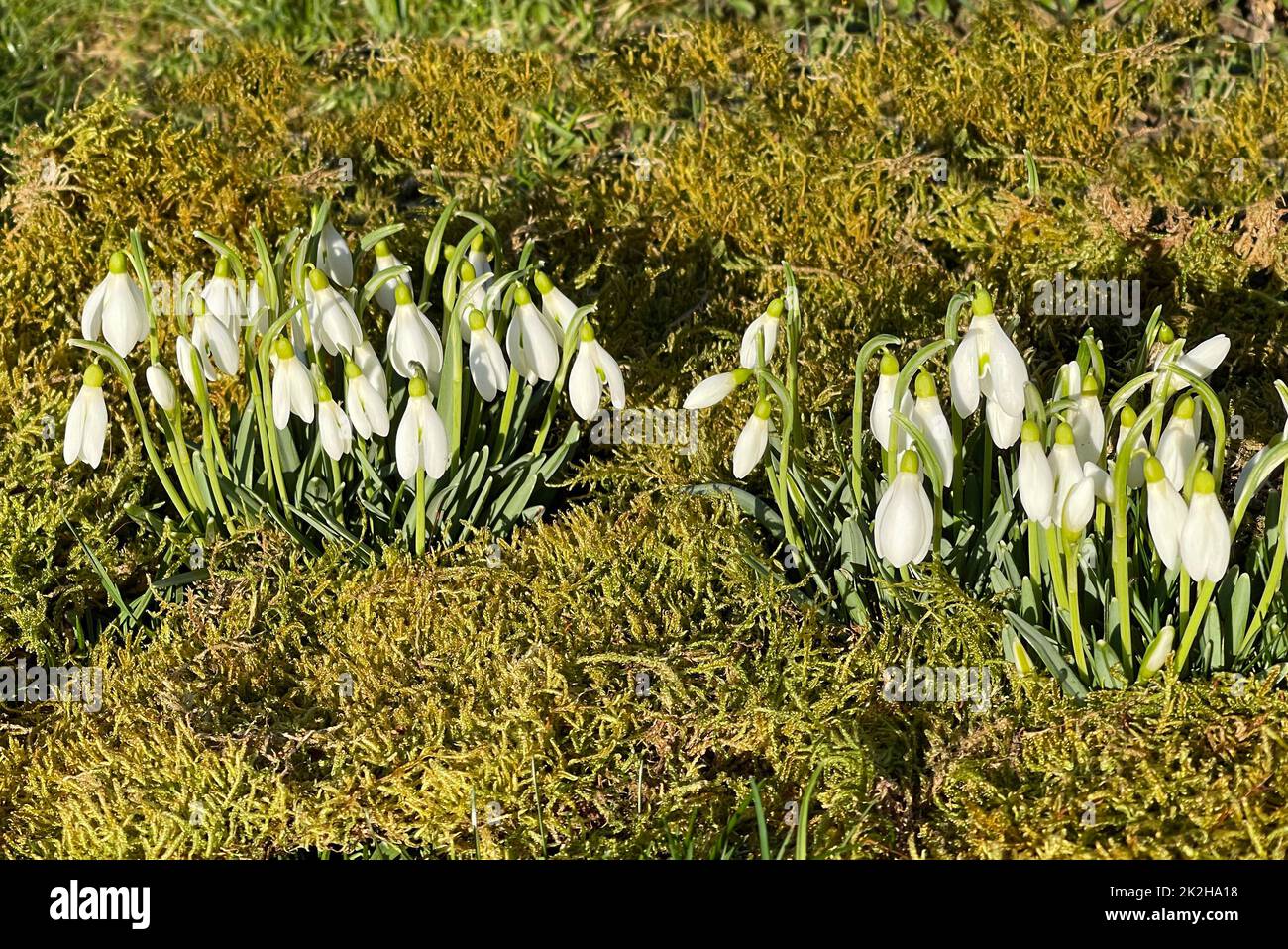 Schneegloeckchen, Galanthus nivalis, ist eine Blume die im Winter blueht und eine wichtige Heilpflanze. Snowdrop, Galanthus nivalis, is a flower that Stock Photo
