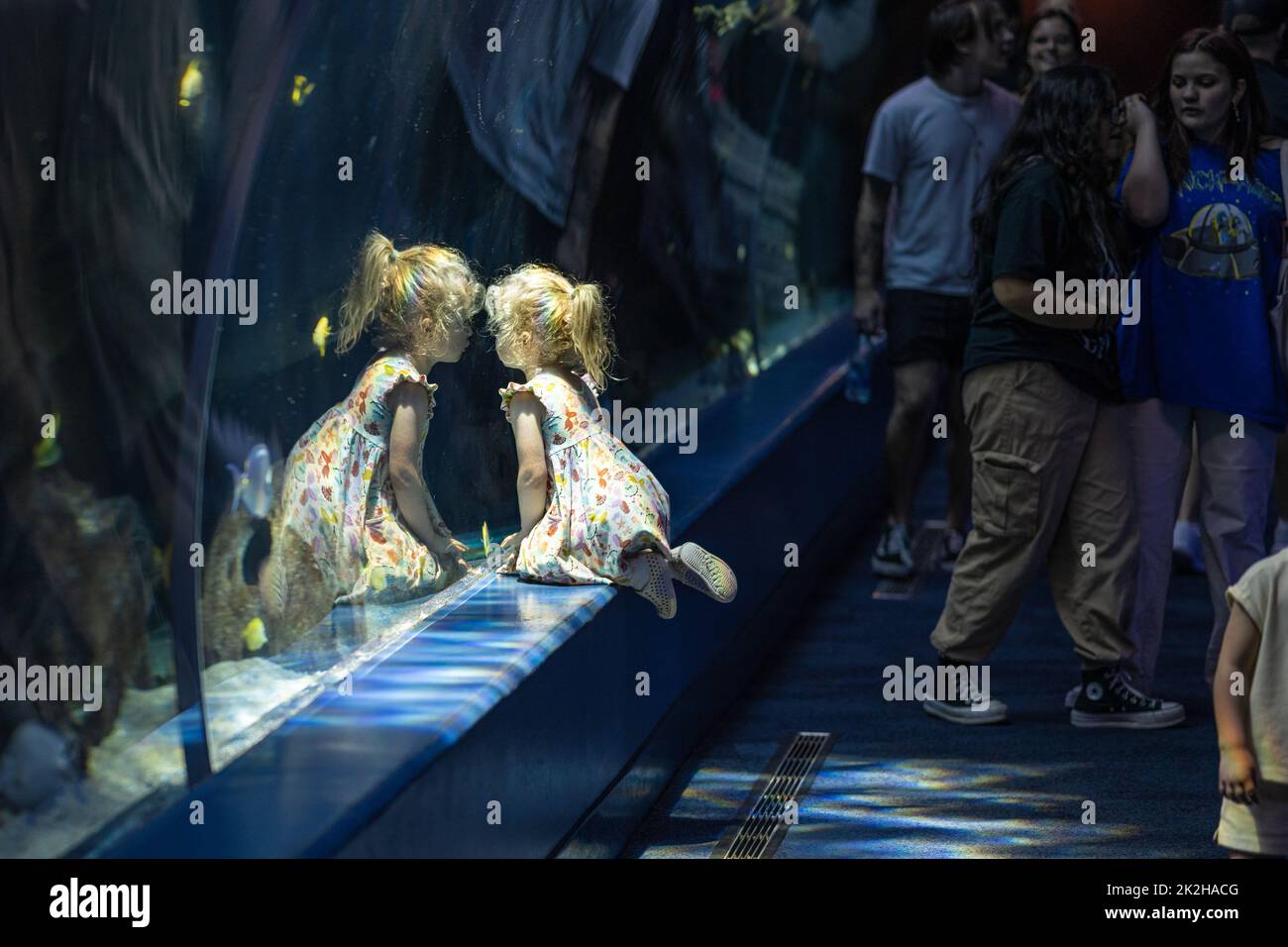 Young girl stares with wonder at the ocean life through the underwater acrylic tunnel of the Ocean Voyager exhibit at the Georgia Aquarium in Atlanta. Stock Photo