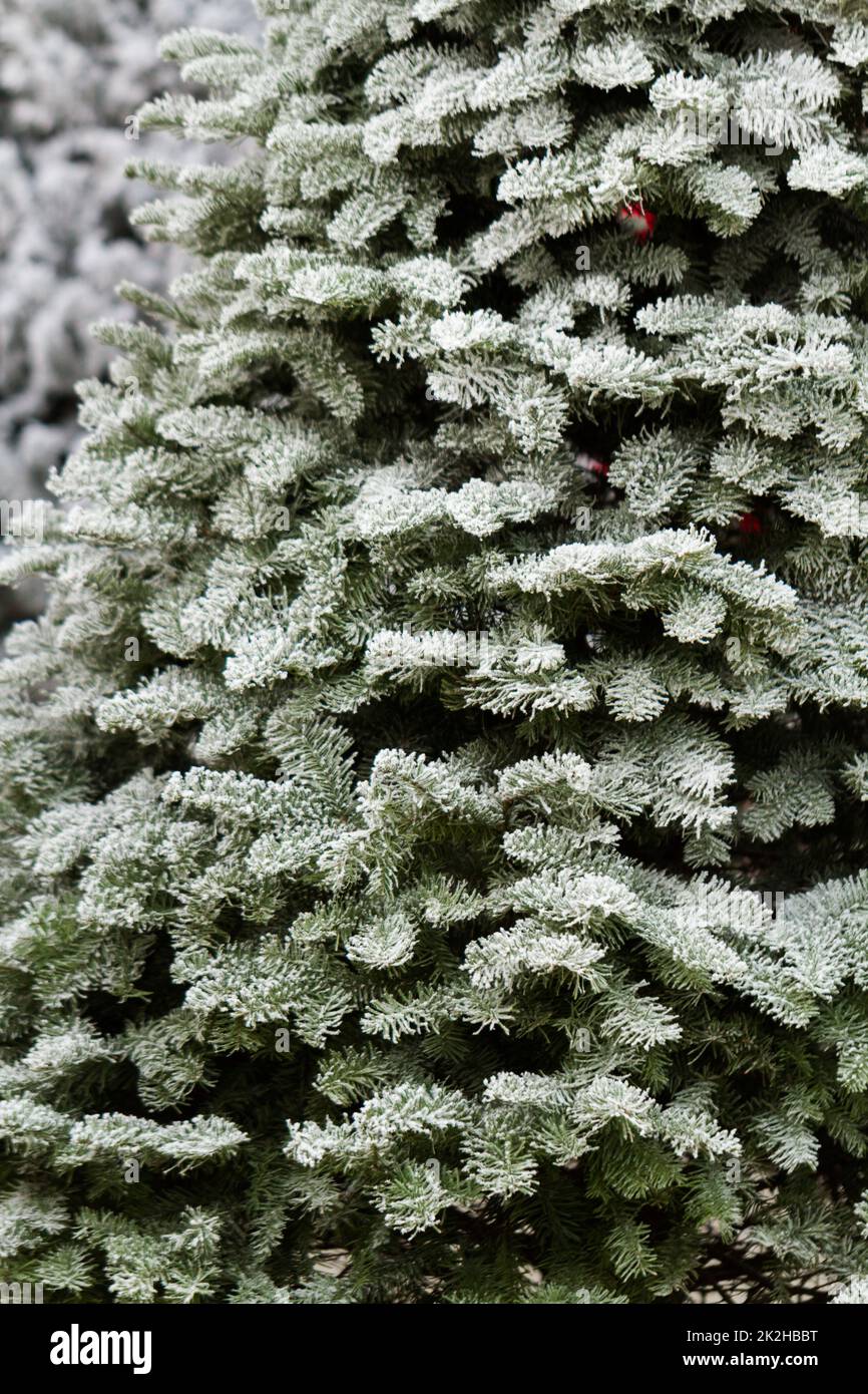 Flocked Christmas Tree Stock Photo - Alamy