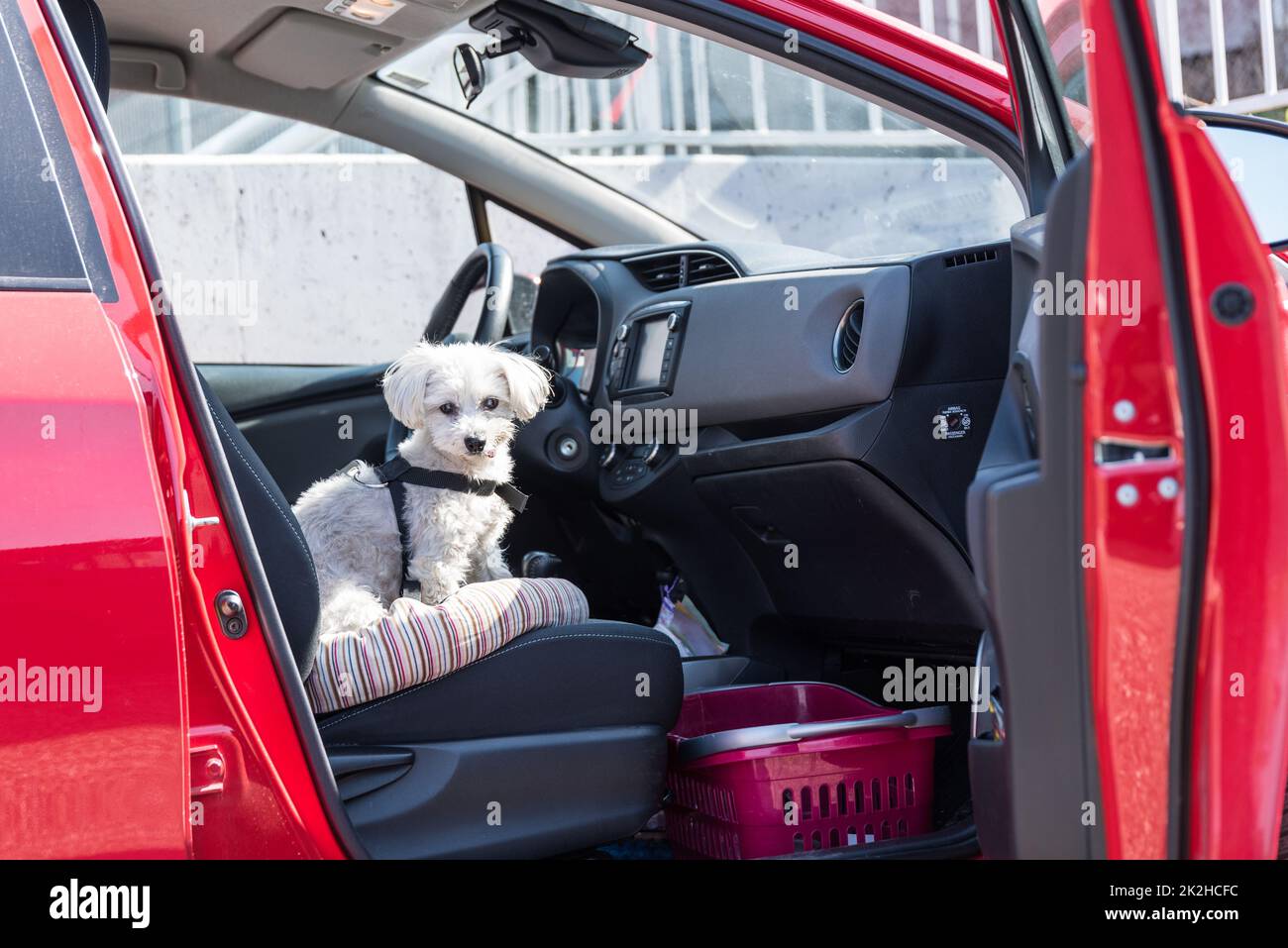 Dog sits in the car on the passenger seat - dog transport Havanese Stock Photo