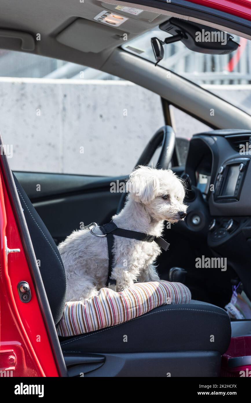 Is It Illegal To Drive With A Dog In The Passenger Seat