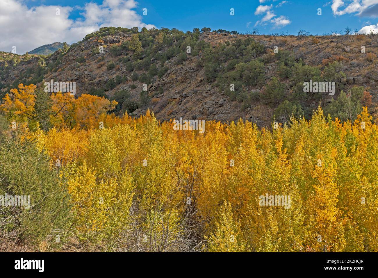 Fall Colors on the Aspen in a Mountain Canyon Stock Photo