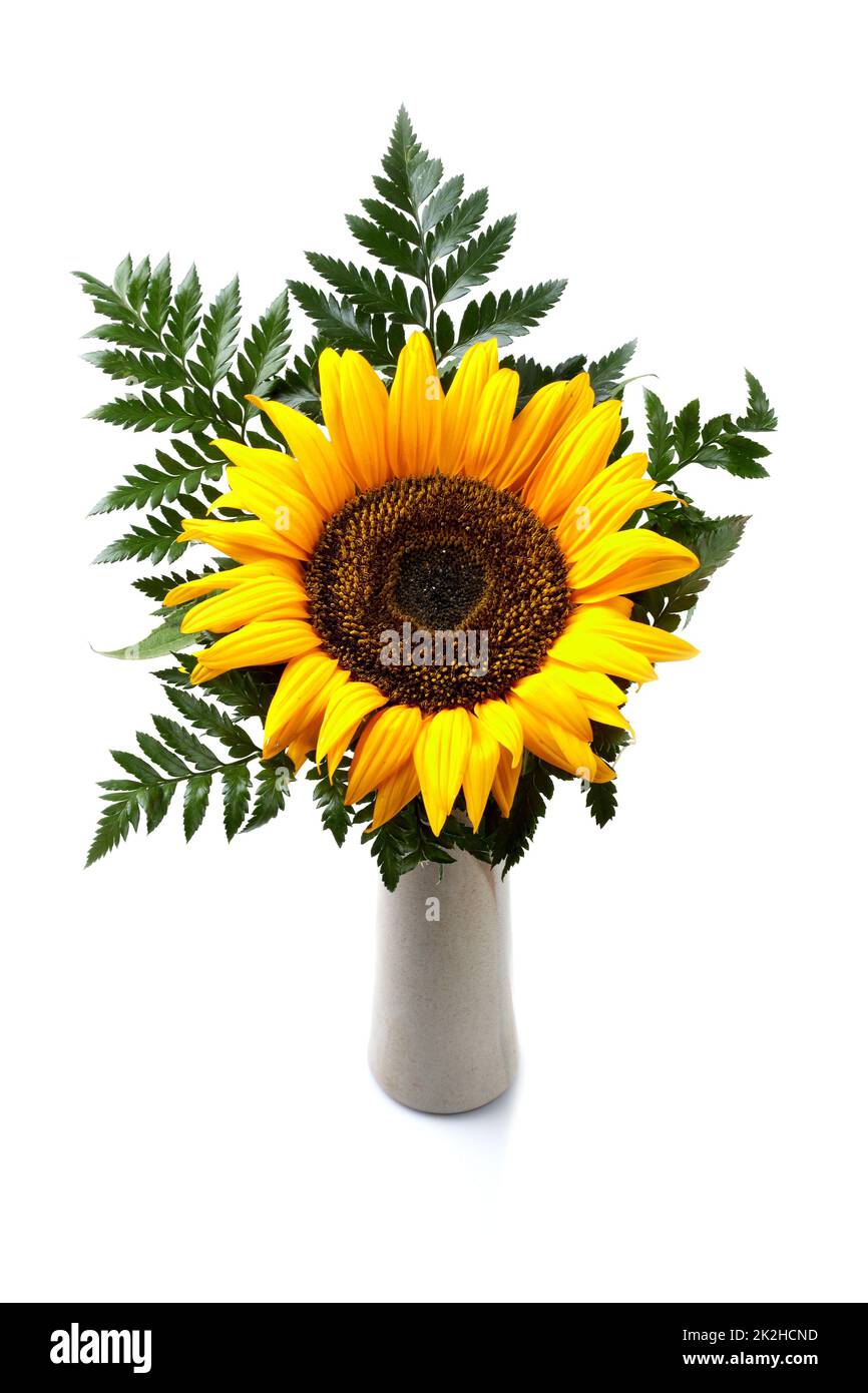 Sunflower in Vase I Stock Photo Alamy