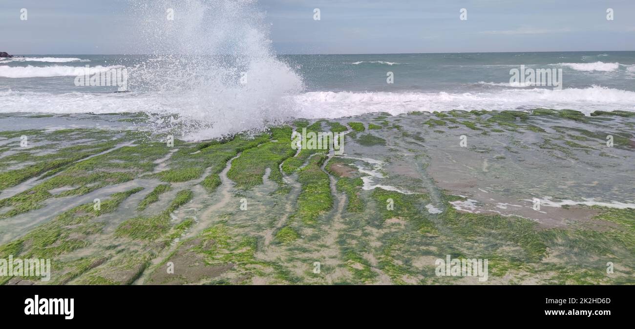 Laomei Green Stone Trough is located in Shimen District on the North Coast, Every April and May, because the northeast monsoon slowly weakens, the local rock trough scientific name: tidal trench and sea erosion trench is covered with a large green seaweed Stock Photo