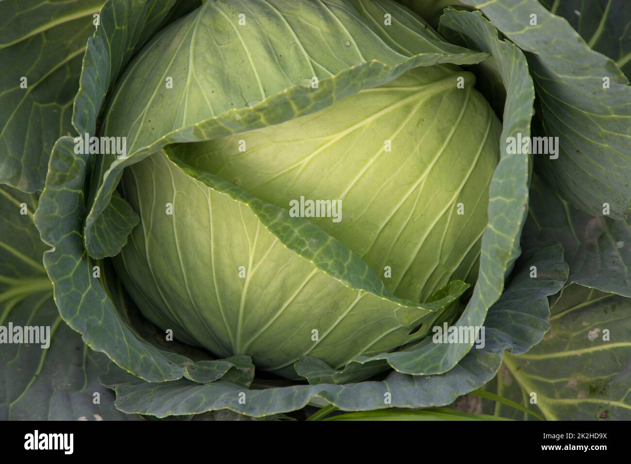 Organic farming of fresh green cabbage plantation Stock Photo