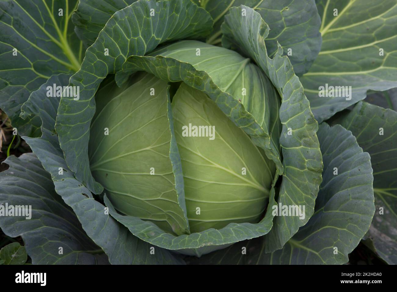 Sitemapcdatahttpsomobeldreferenzcomdoes Cabbage Need To Be Organic