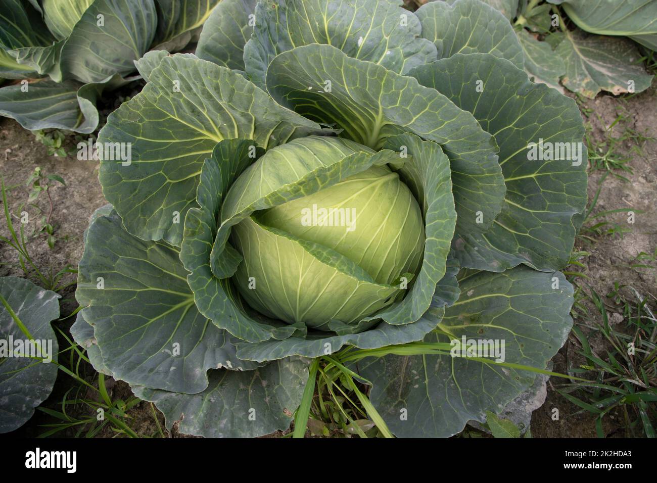 Organic farming of fresh green cabbage plantation Stock Photo Alamy