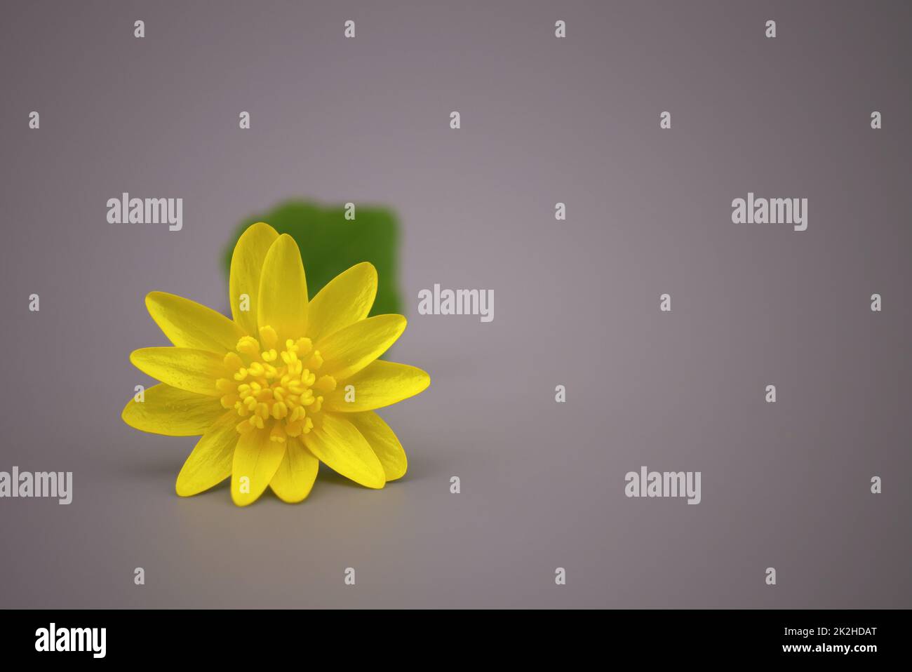 Simple minimalist style springtime background Stock Photo - Alamy