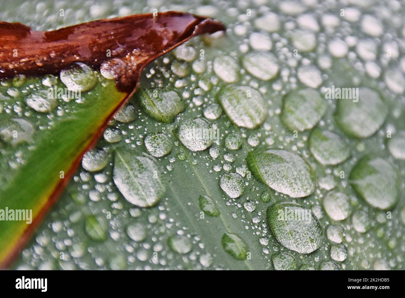Close up of raindrops on a canna lilly leaf Stock Photo