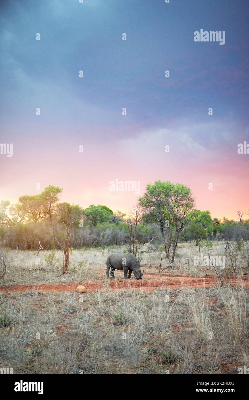 Savannah habitat hi-res stock photography and images - Alamy