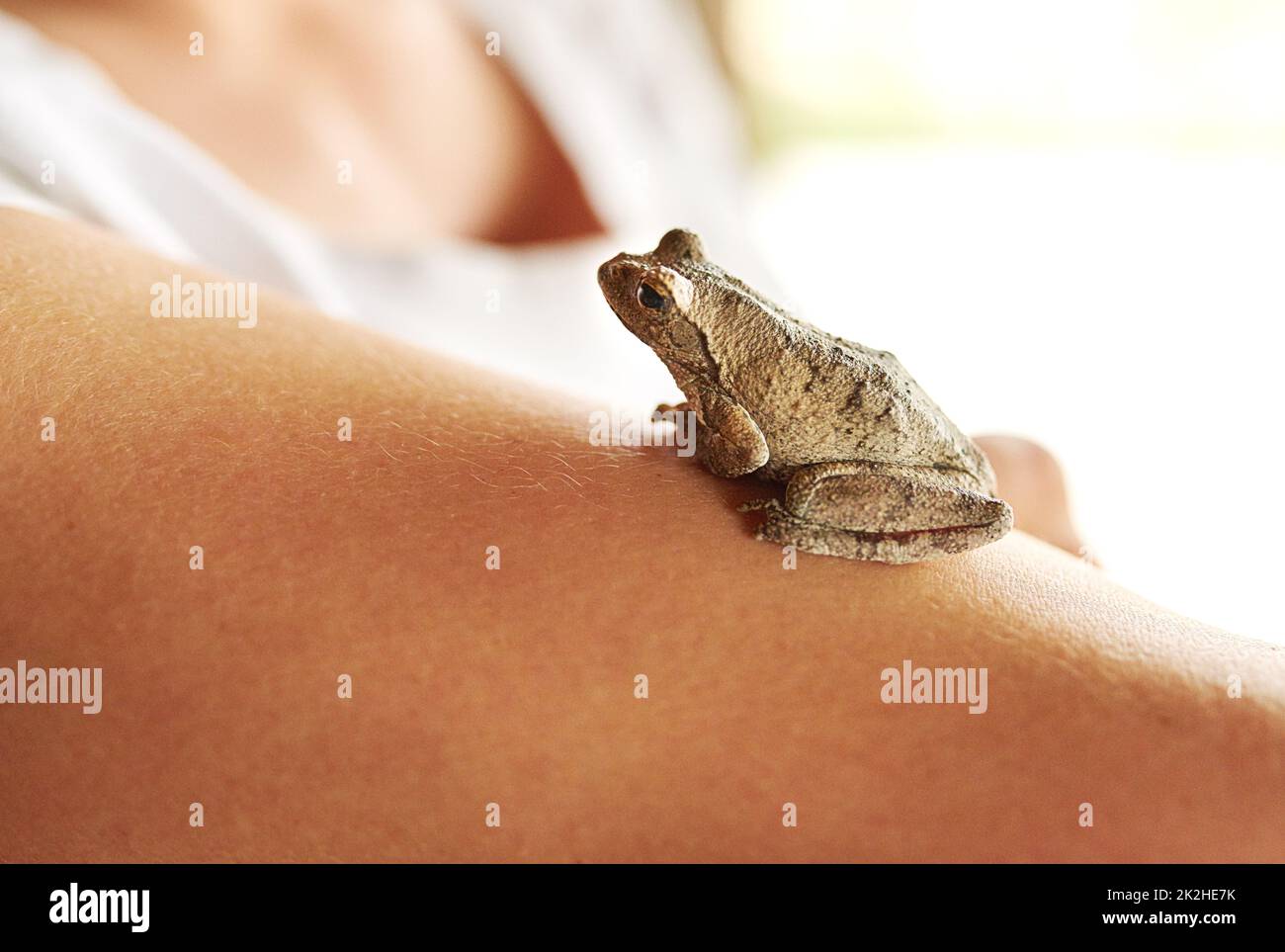 Such a cute little guy. Shot of a tiny frog sitting on a womans arm. Stock Photo