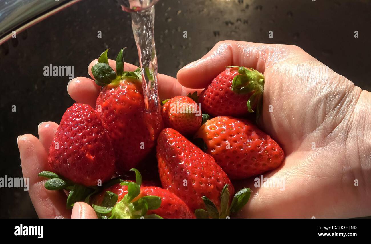 Strawberries in female hands under water jet of faucet for washing. Stock Photo