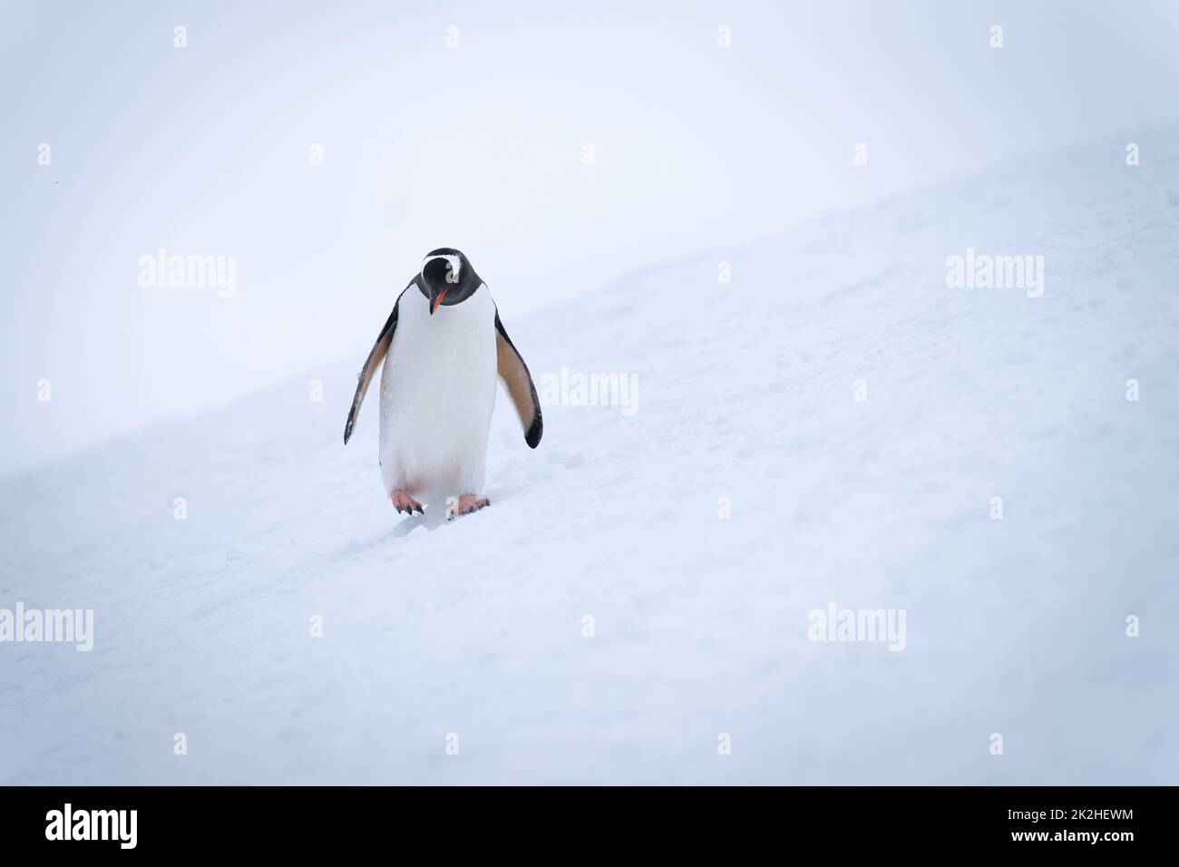 Gentoo penguin crosses snowy slope looking down Stock Photo