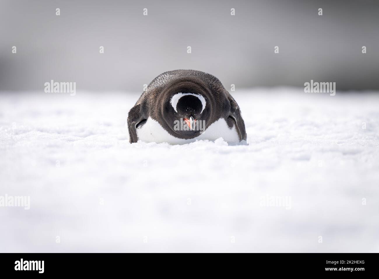 Gentoo penguin lies on snow facing camera Stock Photo