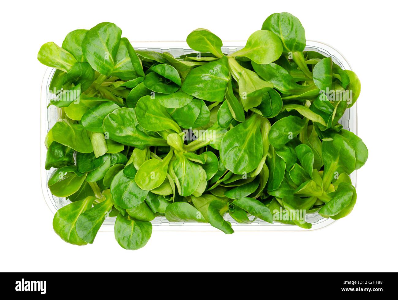 Lambs lettuce, fresh picked cornsalad, in plastic container from above Stock Photo