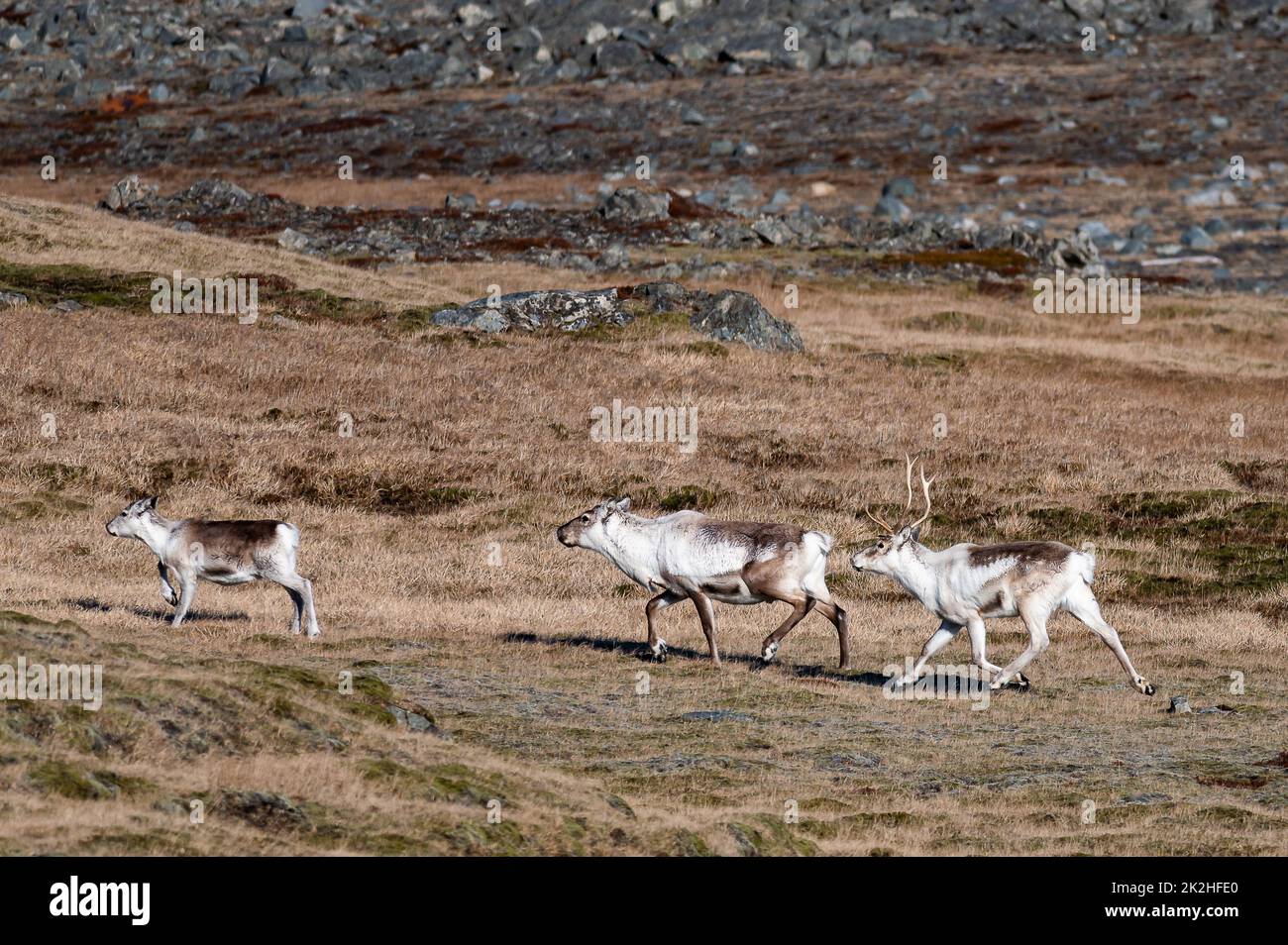 Reindeer in Iceland Stock Photo