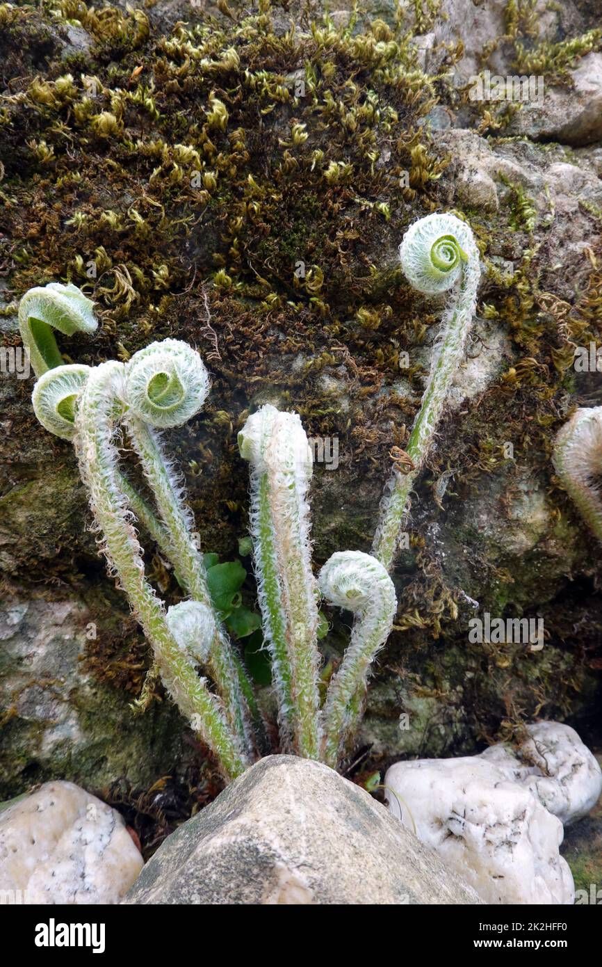 Hirschzunge, Hirschzungenfarn, Hirschzungen-Farn (Asplenium scolopendrium, Phyllitis scolopendrium) - sich aufrollende, noch behaarte Blätter im Frühl Stock Photo