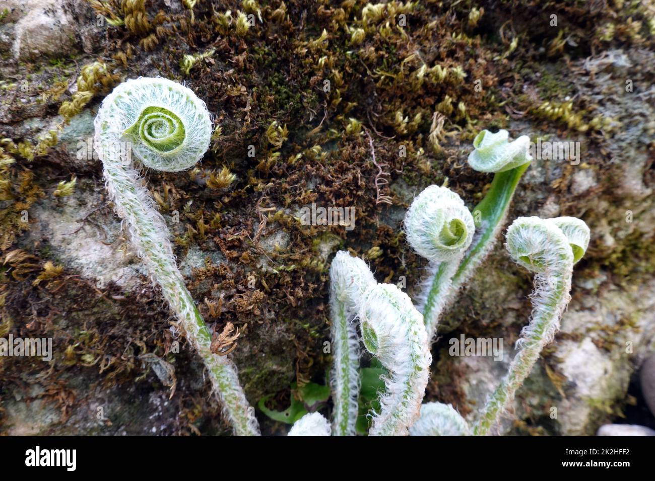 Hirschzunge, Hirschzungenfarn, Hirschzungen-Farn (Asplenium scolopendrium, Phyllitis scolopendrium) - sich aufrollende BlÃ¤tter im FrÃ¼hling Stock Photo