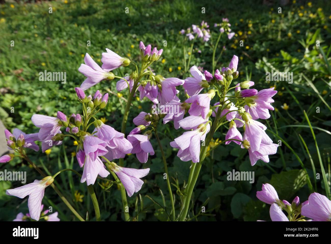 Wiesenschaumkraut, Wiesen-Schaumkraut (Cardamine pratensis), Bluetenstand Stock Photo