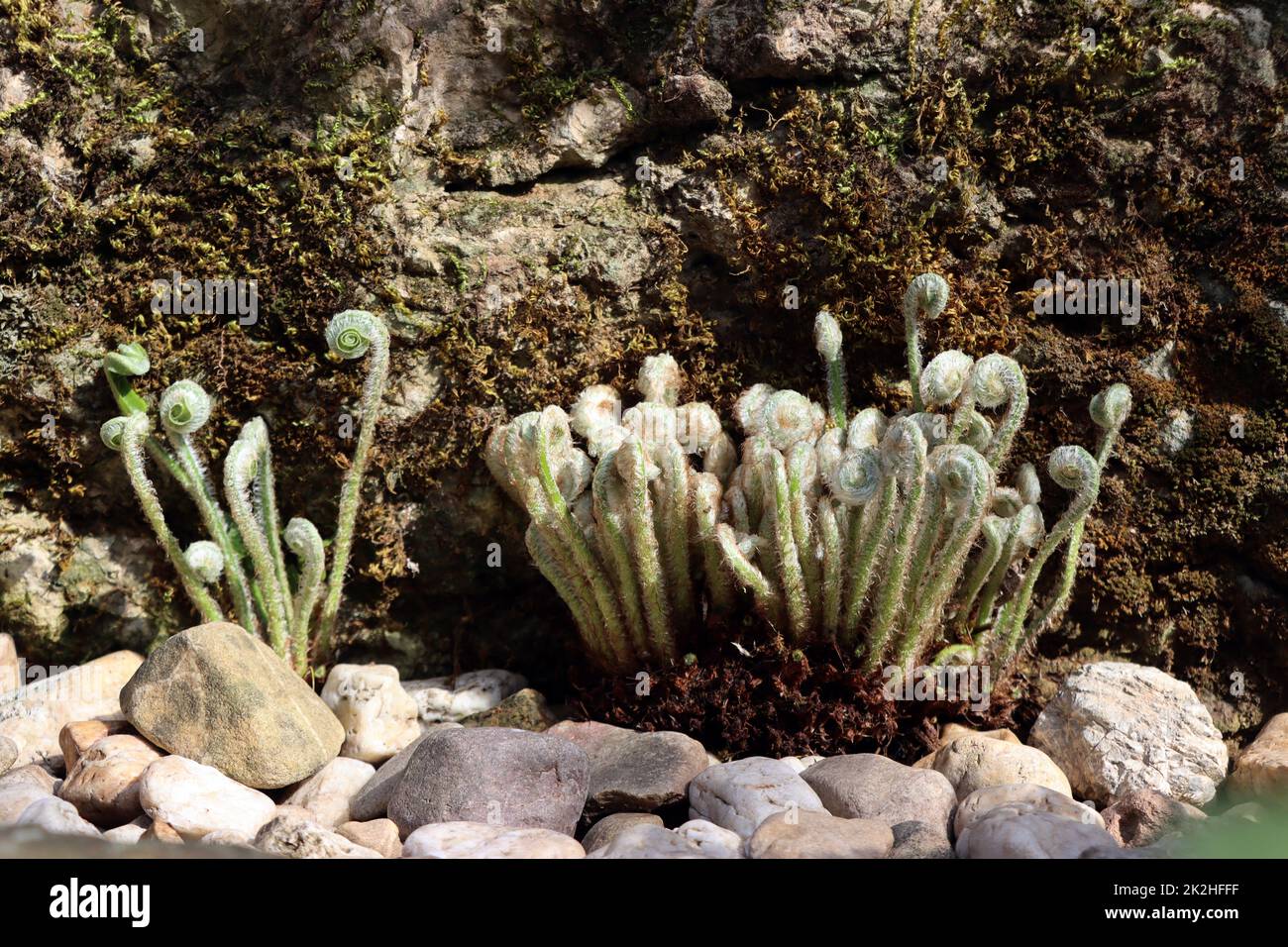 Hirschzunge, Hirschzungenfarn, Hirschzungen-Farn (Asplenium scolopendrium, Phyllitis scolopendrium) - sich aufrollende BlÃ¤tter im FrÃ¼hling Stock Photo