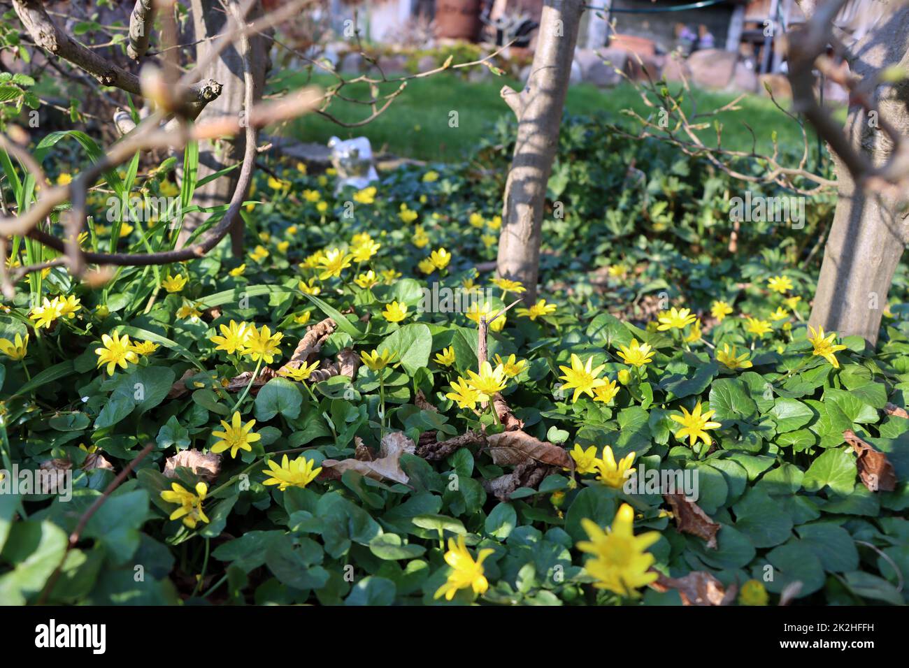 Scharbockskraut, Scharbocks-Kraut, Feigwurz oder FrÃ¼hlings-Scharbockskraut (Ranunculus ficaria, Ficaria verna) Stock Photo