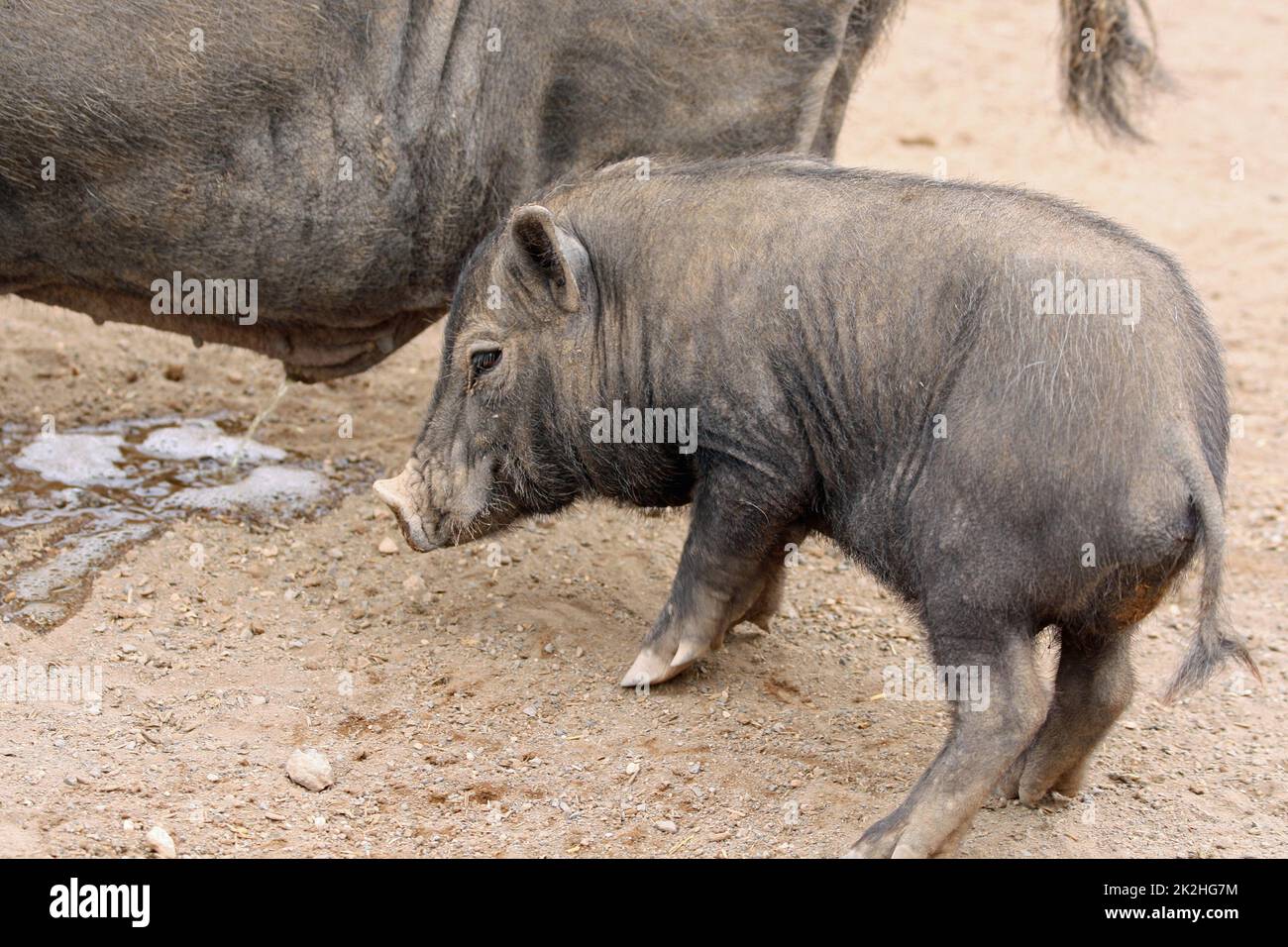 pot bellied pig Stock Photo Alamy