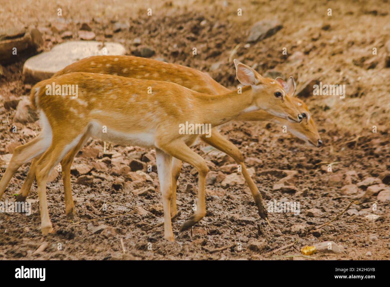 Rough hair hi-res stock photography and images - Alamy