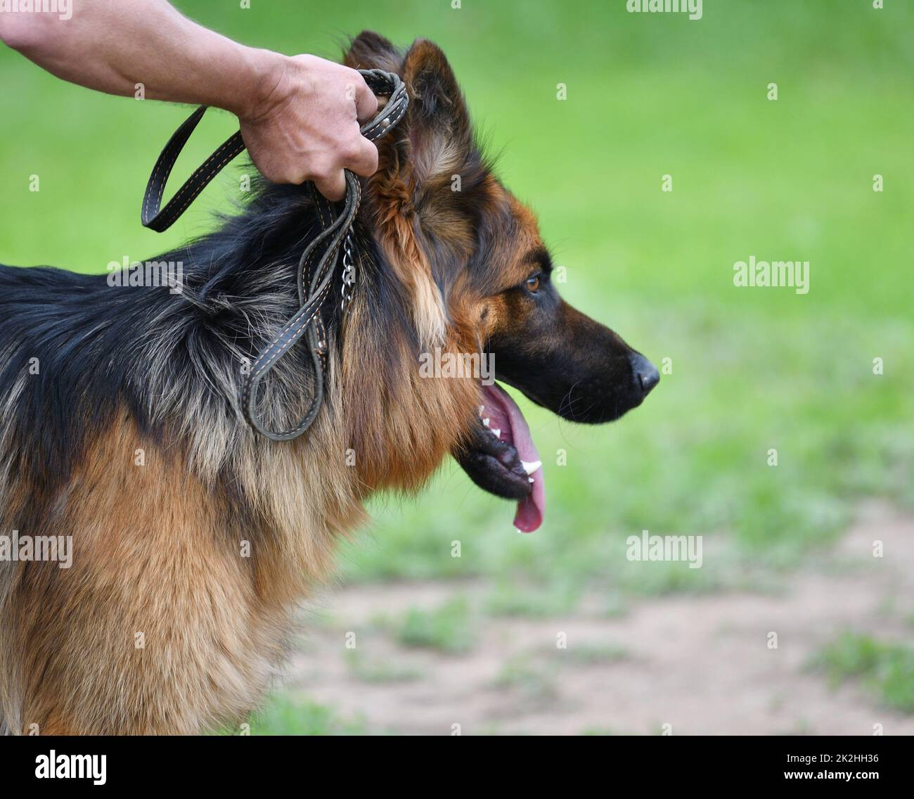 Dog breed German Shepherd Stock Photo Alamy