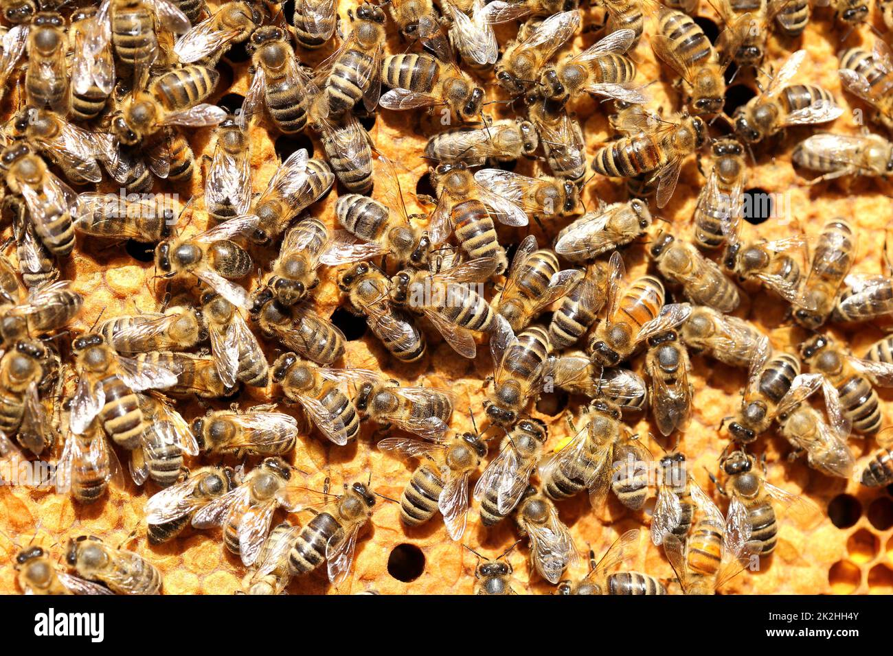 many honey bees on a yellow bee hive Stock Photo