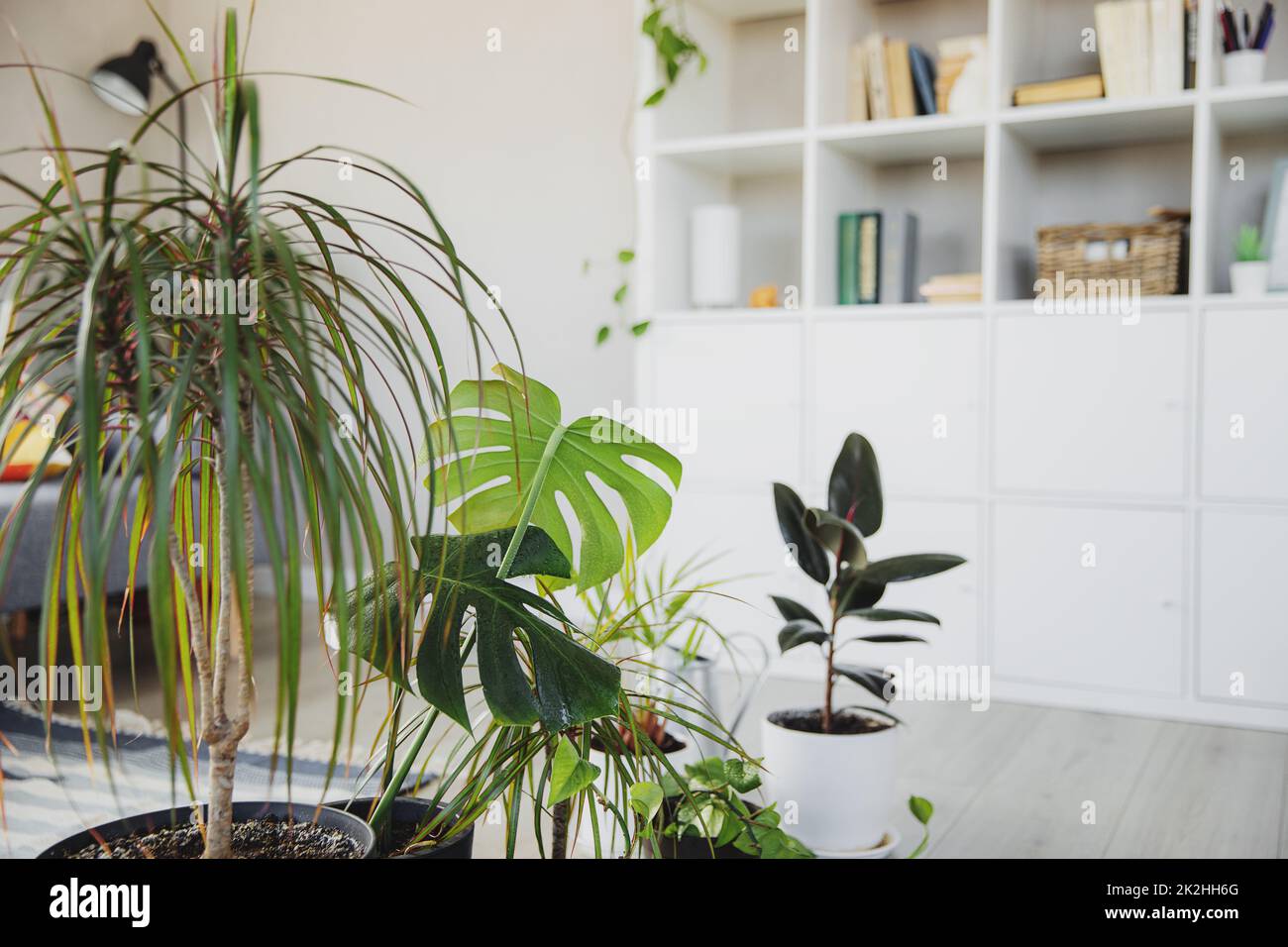 Collection of various tropical green plants in different pots indoor Stock Photo