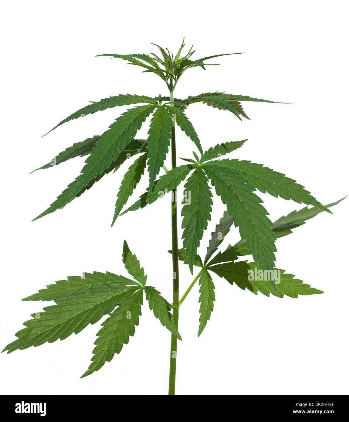 Hanf, cannabis indica ist eine Nutz- und Rauschgiftpflanze die auch in der Medzin eingesetzt wird. Hemp, cannabis indica is a useful and narcotic plan Stock Photo
