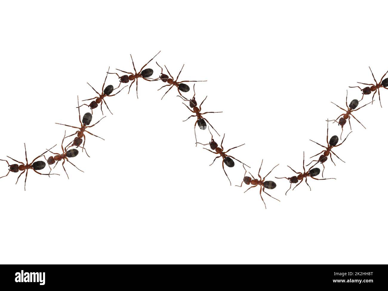 Red forest ant,Formica rufa Stock Photo Alamy