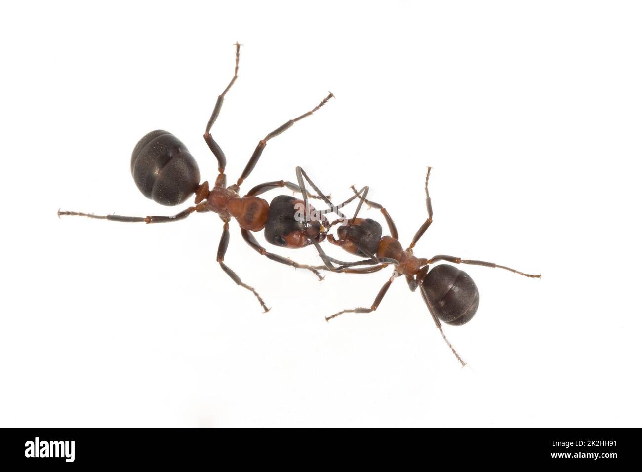 Red forest ant,Formica rufa Stock Photo
