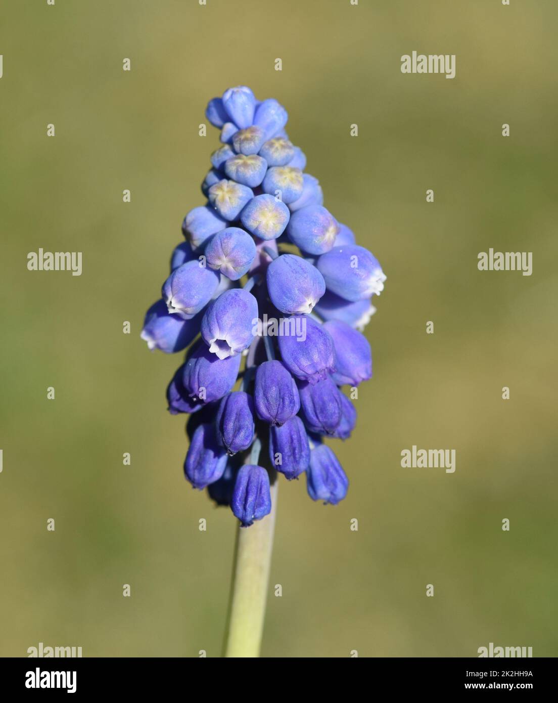 Traubenhyazinthe, Muscari latifolium ist ein Fruehblueher mit schoenen blauen Blueten. Grape Hyacinth, Muscari latifolium is an early bloomer with bea Stock Photo