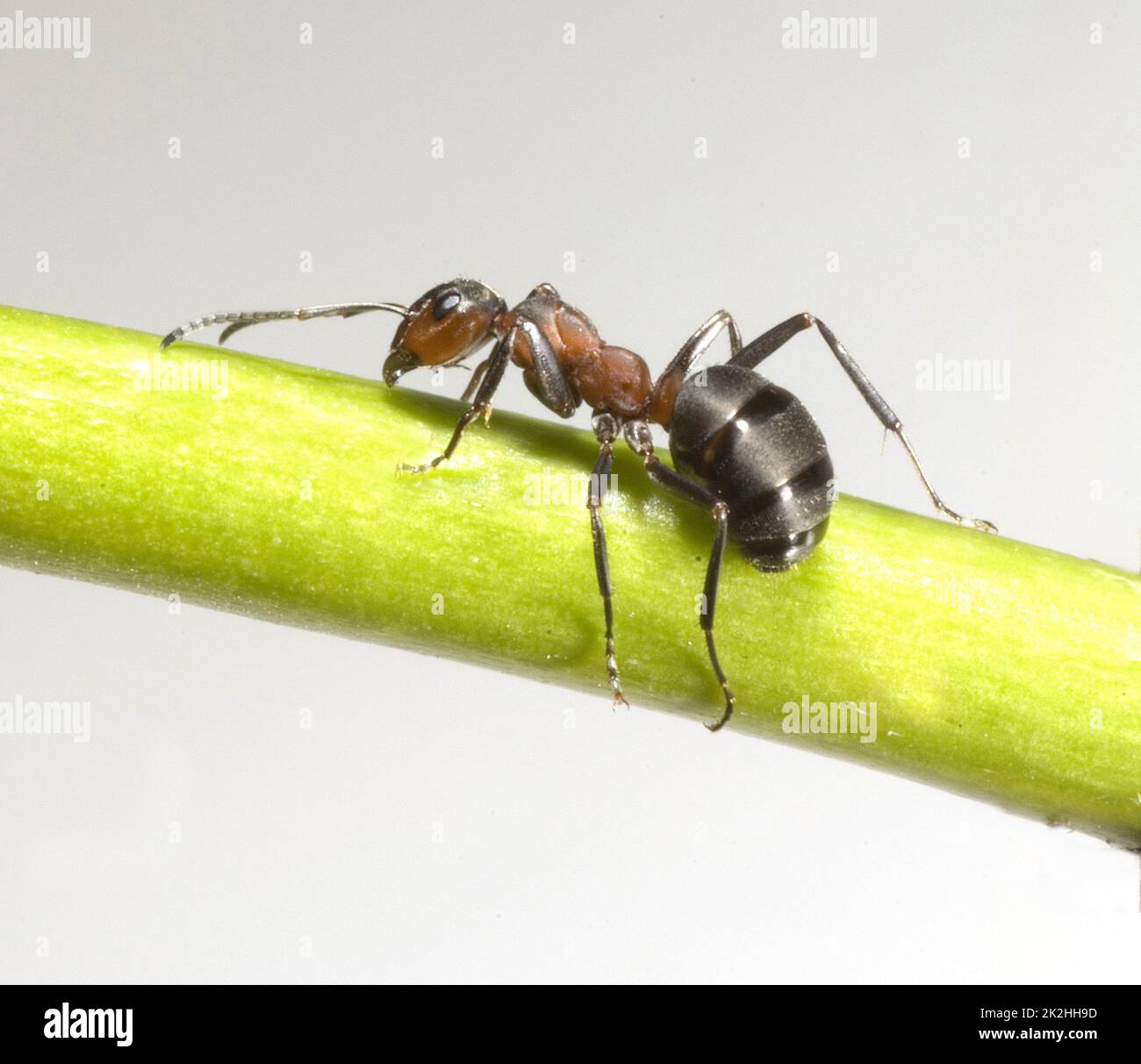 Red forest ant,Formica rufa Stock Photo