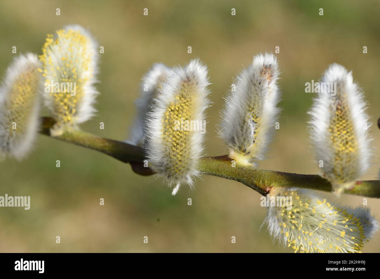 Weiden mit ihren Weidenkaetzchen, Salix sind Fruehblueher die den Bienen als erste Nahrung im Fruehjahr dienen. Willows with their pussy willows, sali Stock Photo