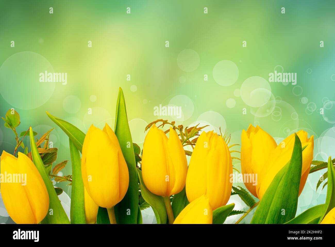 Greeting card template. Closeup of a fresh beautiful yellow tulips bouquet over abstract blurred green background. Space for text design. Spring, valentine, mothers or wedding day card. Macro. Stock Photo