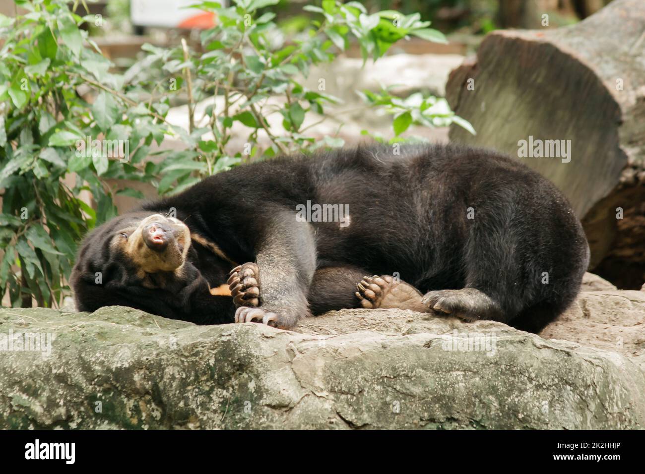 Southeast asian sun bear honey hi-res stock photography and images - Alamy