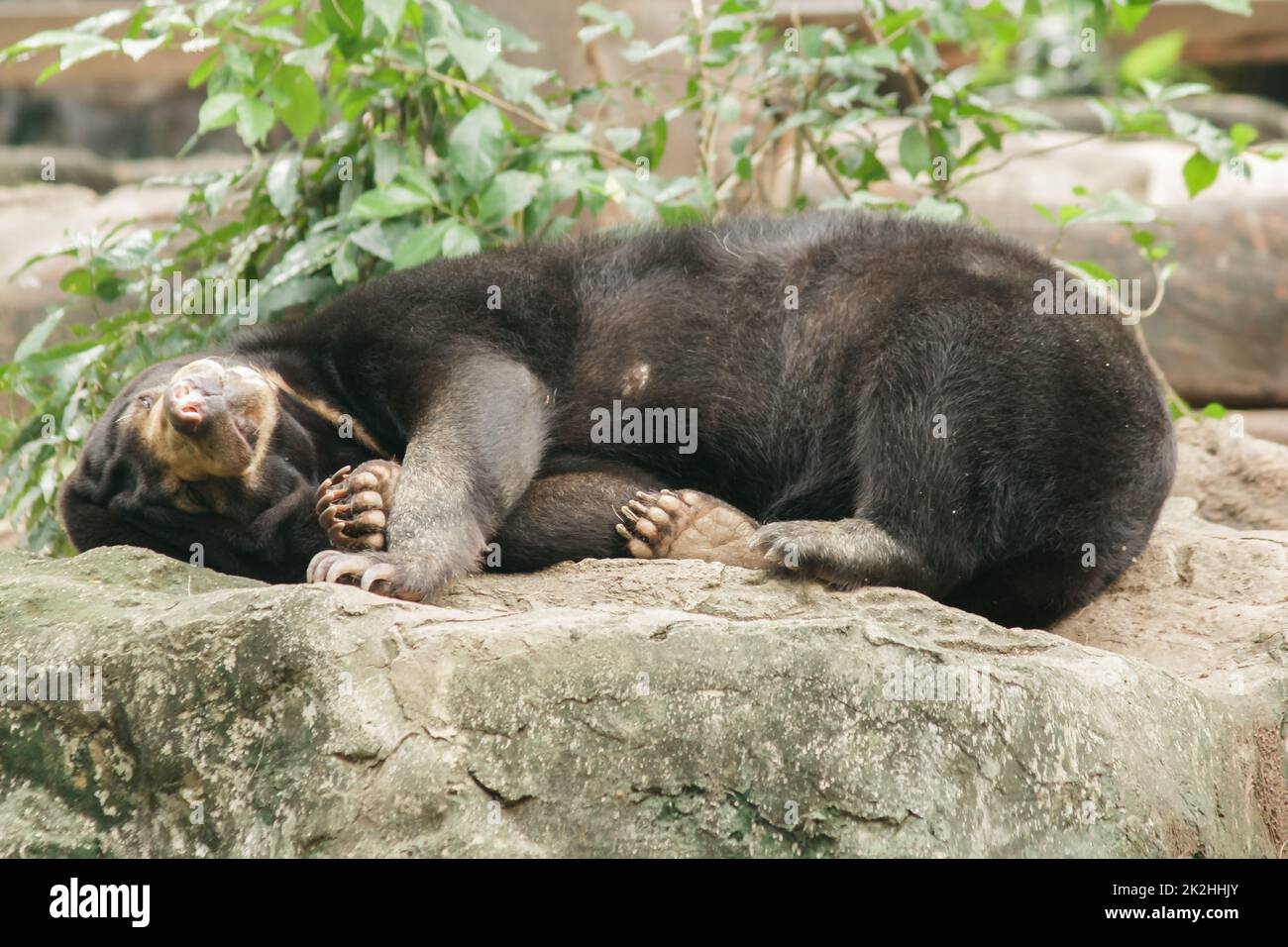 Malayan sun bear sleeping on a rock Stock Photo