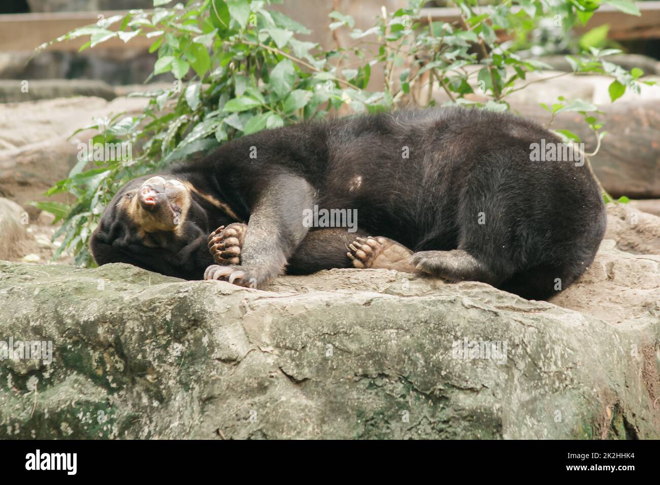 Malayan sun bear sleeping on a rock Stock Photo