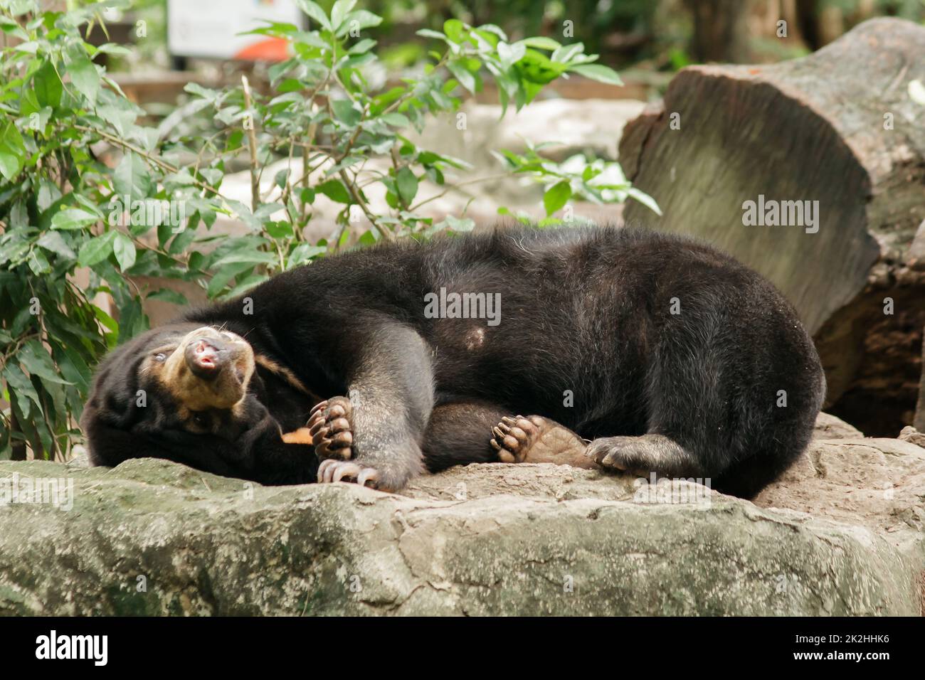 Malayan sun bear sleeping on a rock Stock Photo