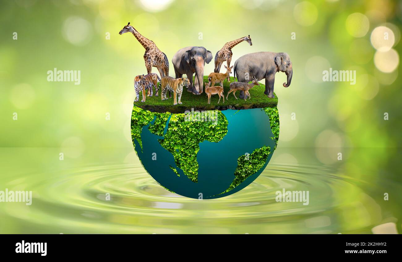 World Wildlife Day Concept Nature reserve conserve Wildlife reserve tiger Deer Global warming Food Loaf Ecology Human hands Stock Photo