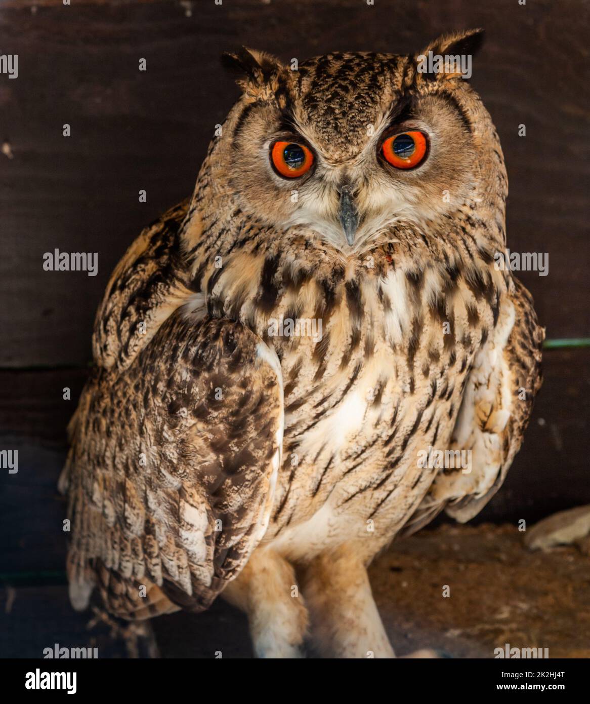 Funny owl portrait looking at camera Stock Photo Alamy