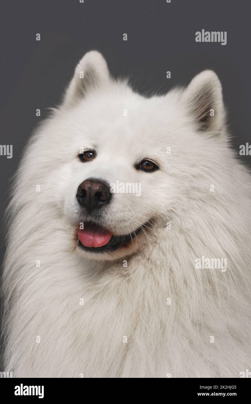 Portrait of beautiful Samoyed dog Stock Photo