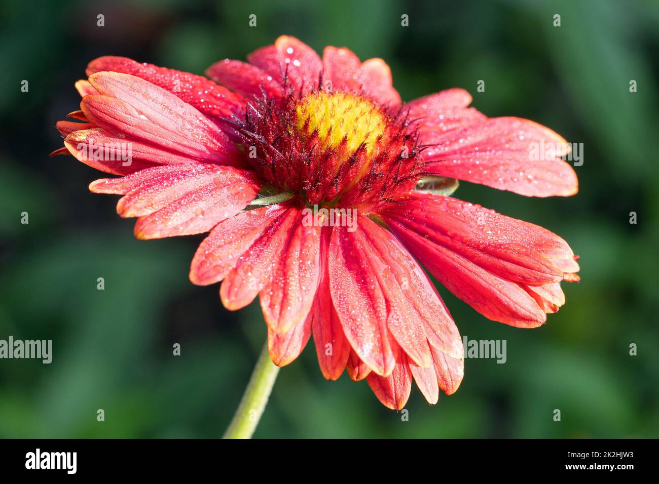 Blanket flower, Gaillardia grandiflora Stock Photo