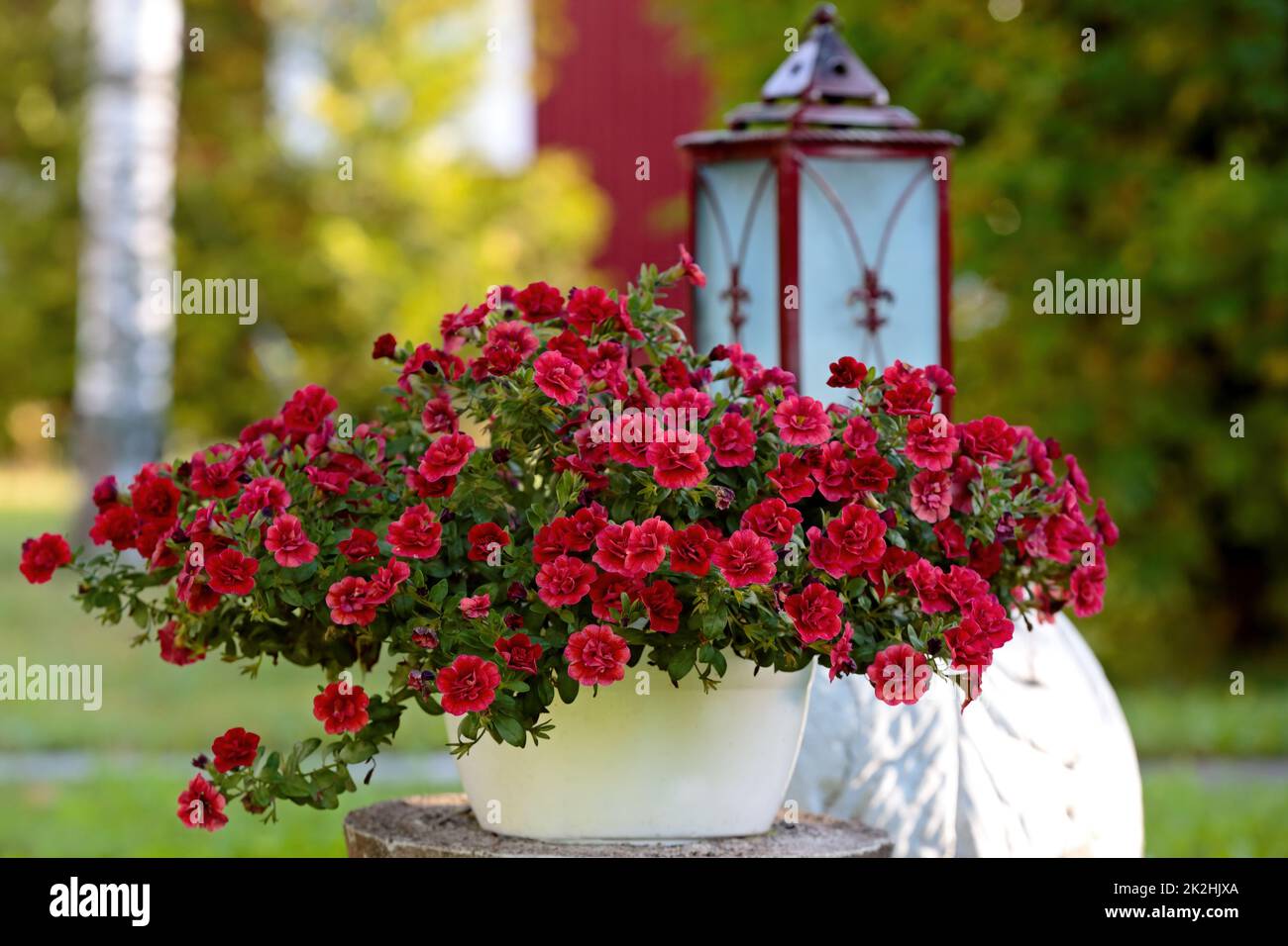 Bright red flowers blooming in a garden Stock Photo